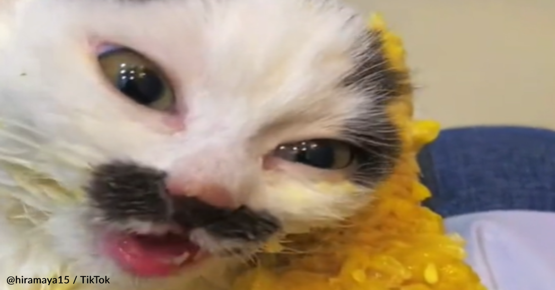 Tiny Kitten Can't Get Enough Corn On The Cob