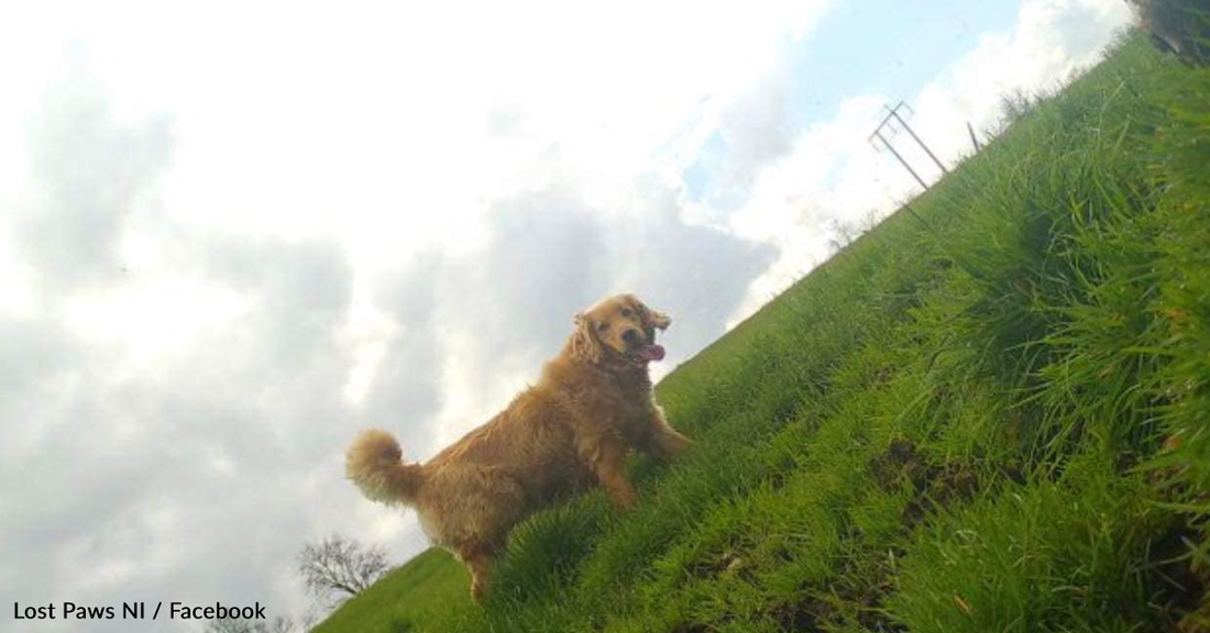 Golden Retriever Escapes While Moving And Treks 40 Miles Back To His Old Home