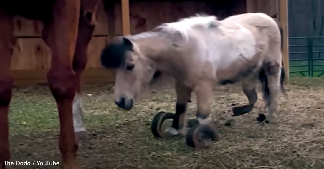 Neglected Pony's Hooves Are So Long And Curled She Can Barely Walk Straight