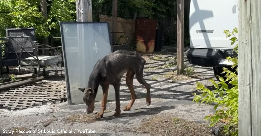 Rescuers Save Emaciated Doberman From Life On The Streets