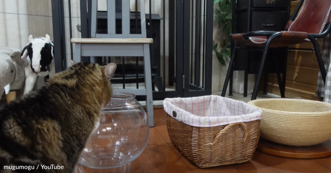 Flexible Cat Folds Herself Into A Tiny Fishbowl