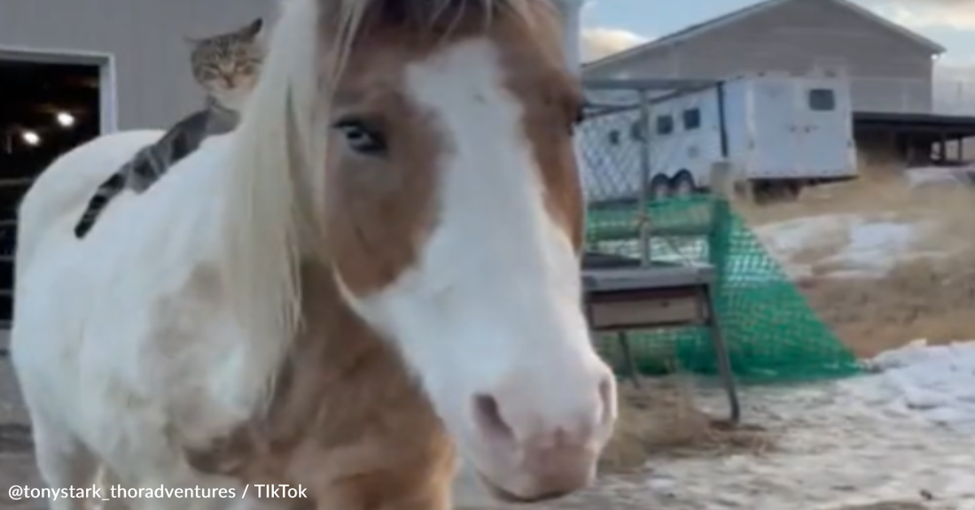 Farm Cat Loves Hitching Rides On His Horse Friend