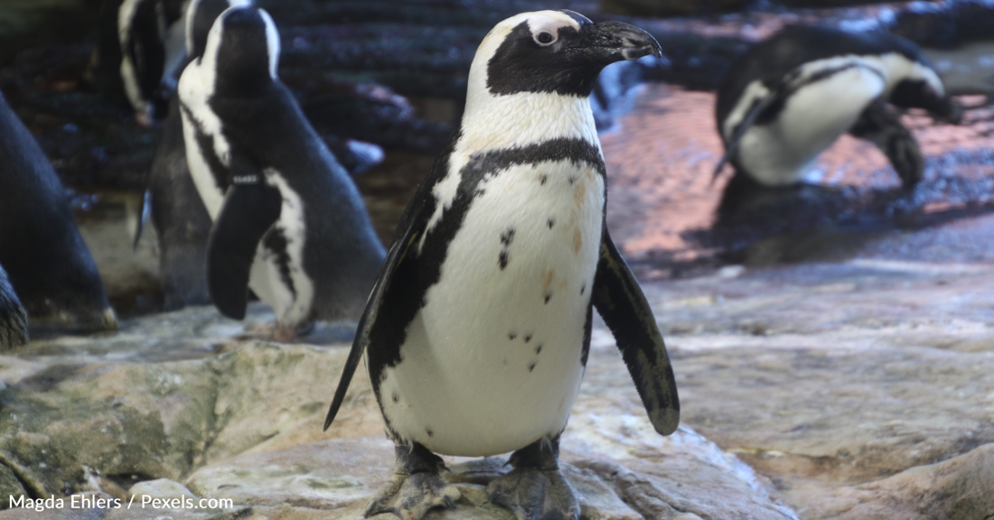 Aquarium Flowchart Illustrates The Complicated Romantic Relationships Between Its Penguins