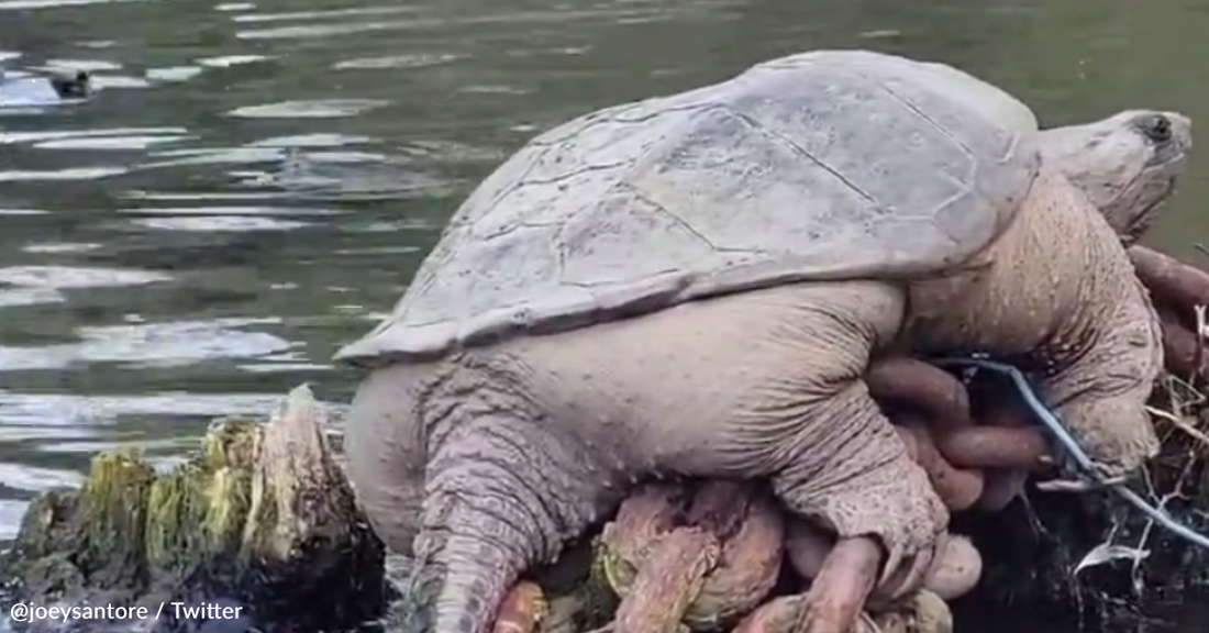 Massive Chicago Snapping Turtle Is Going Viral For His Size