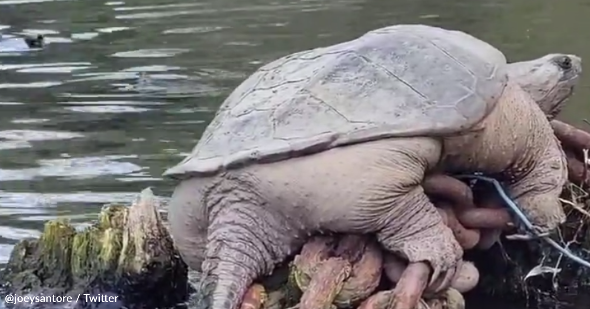 Massive Chicago Snapping Turtle Is Going Viral For His Size | GreaterGood