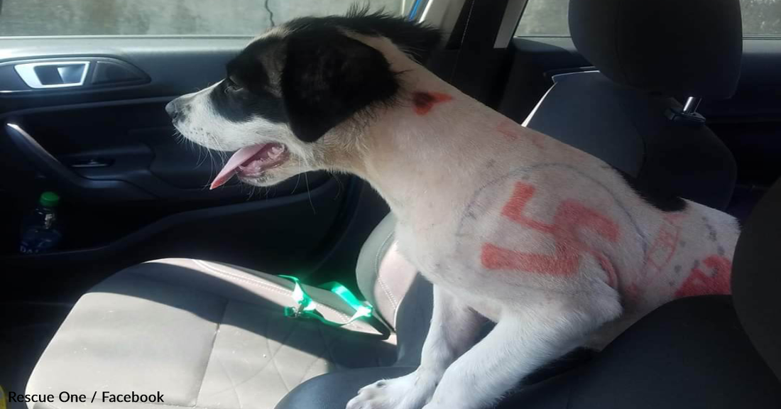 Police Rescue Puppy Covered In Swastikas And Expletives