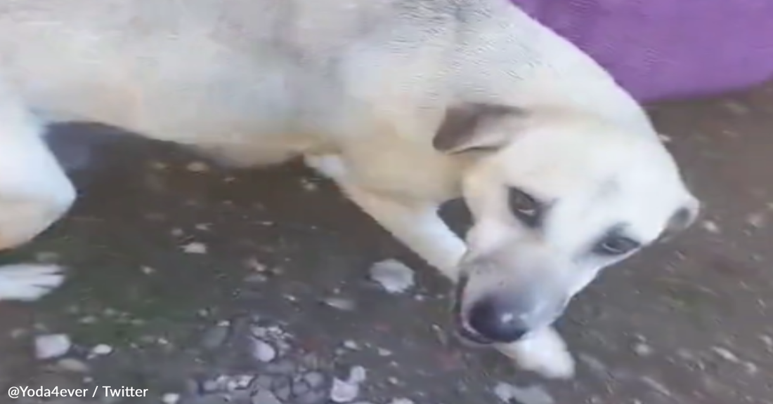 Hungry Mama Dog Thanks Woman For Feeding Her Puppies