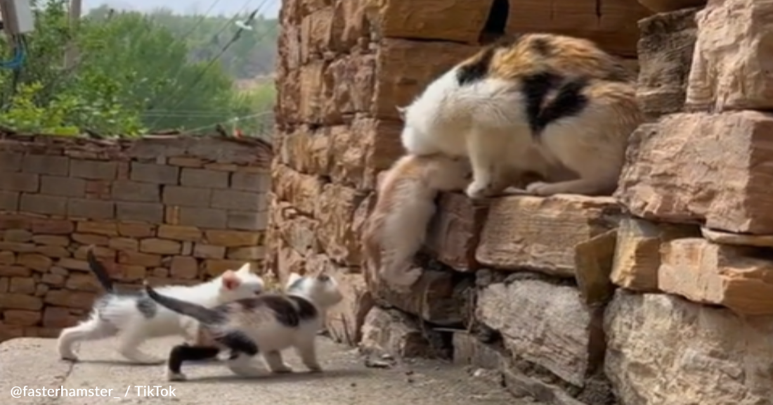 Cat Mom Welcomes Tiny Puppy Into Her Litter Of Kittens