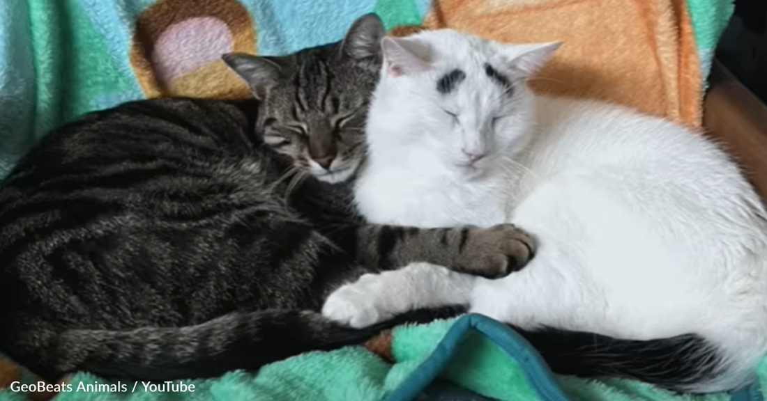 Expressive Cat With "Eyebrows" Captures Attention From Around The World