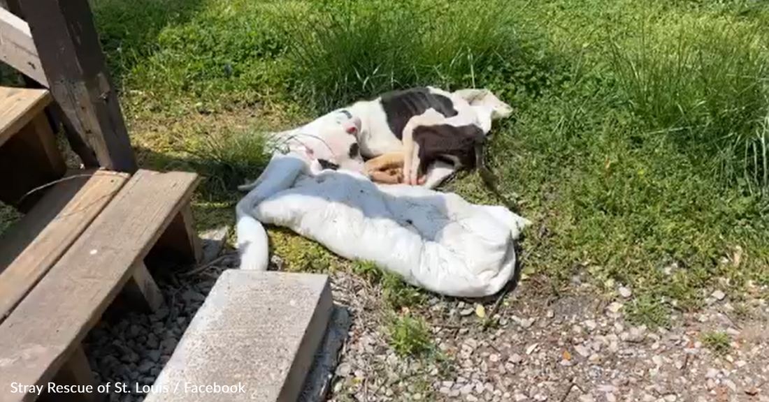 Nearly Lifeless Puppy Found Tied To A Bus Stop Finally Gets The Strength To Walk