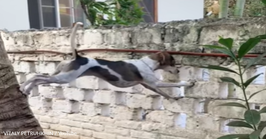 Curious Dog Uses A Tree To Spy On Her Neighbors