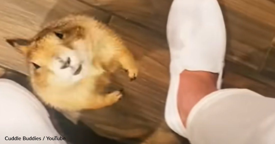 Rescue Prairie Dogs Follow Their Human Around And Demand Snuggles