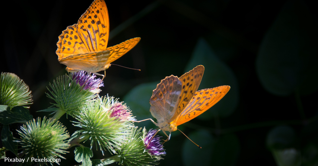 Scientist Names New Group Of Butterflies After 'Lord Of The Rings'