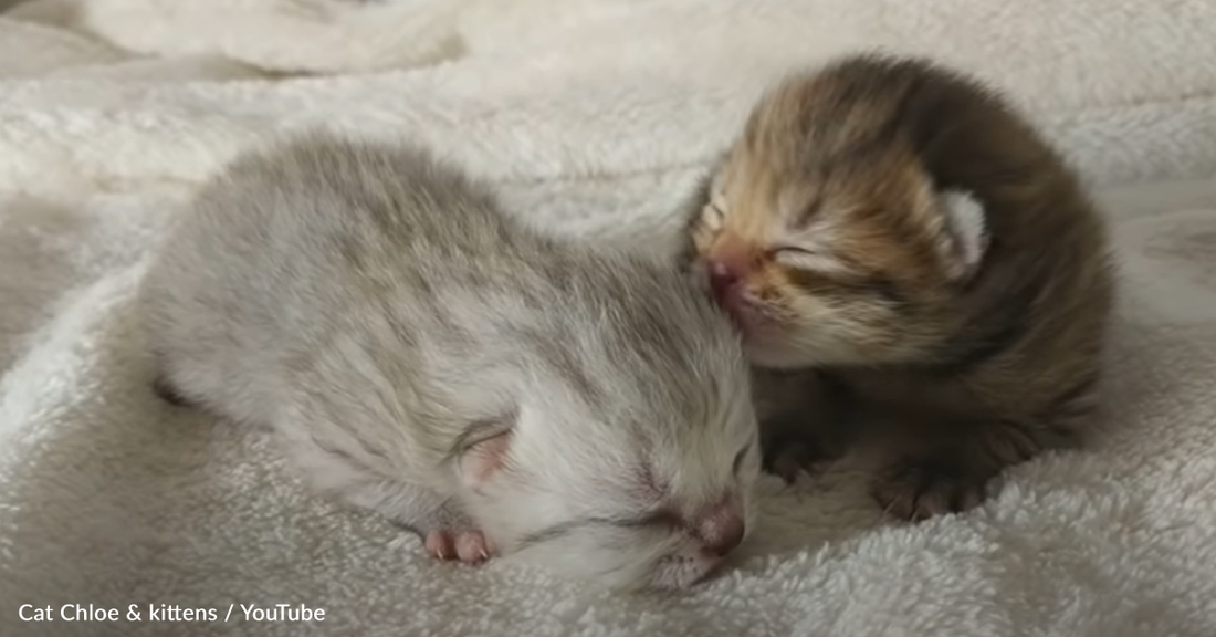 Papa Cat Meets His Adorable Kittens For The Very First Time