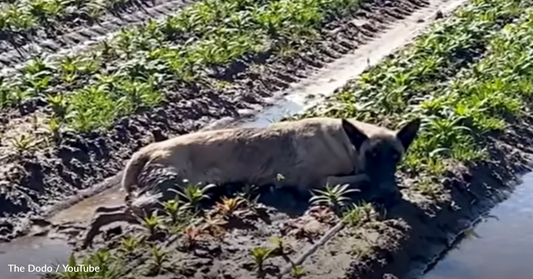 Timid Dog Reacts To Seeing His The Man Who Saved Him After A Year Apart