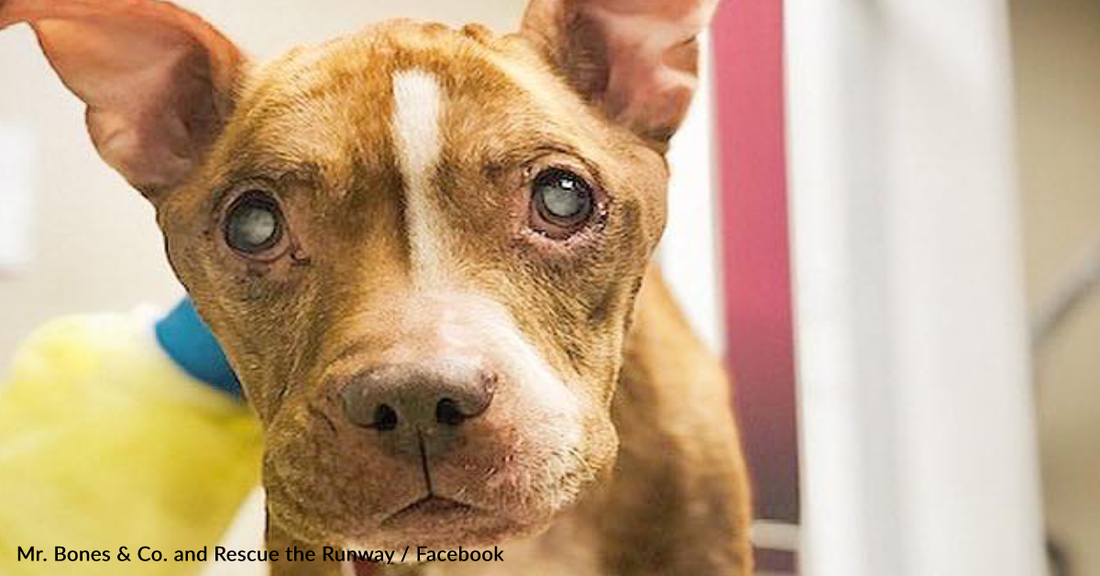 Blind Senior Pitbull Gets Her Vision Back For The First Time Since Puppyhood