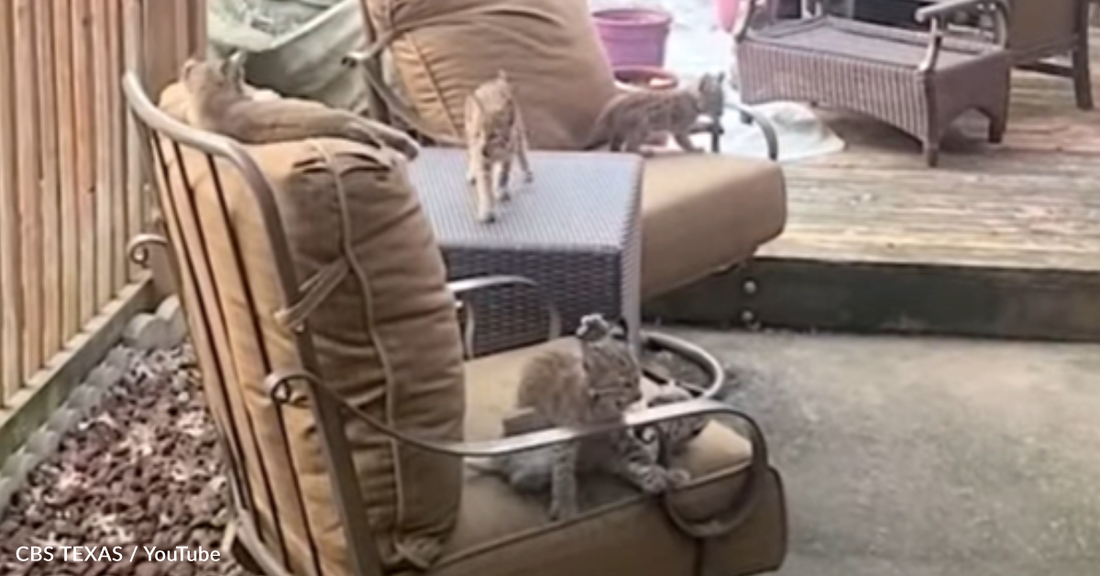 Bobcat Family Takes Over Couple's Porch With Litter Of Kittens