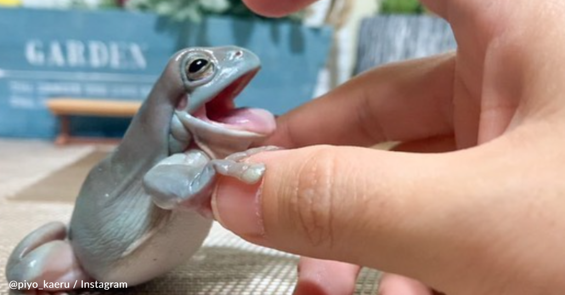 Pet Frogs Show Off Their Personalities In Adorable Photoshoot