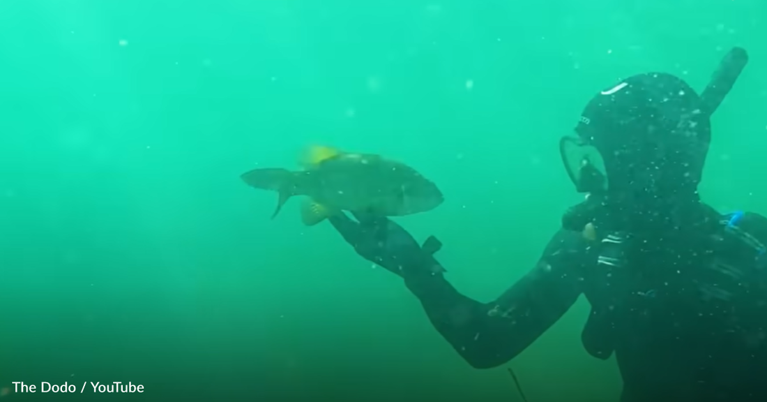 Wild Fish Befriends Diver And Visits Him Anytime He's Underwater