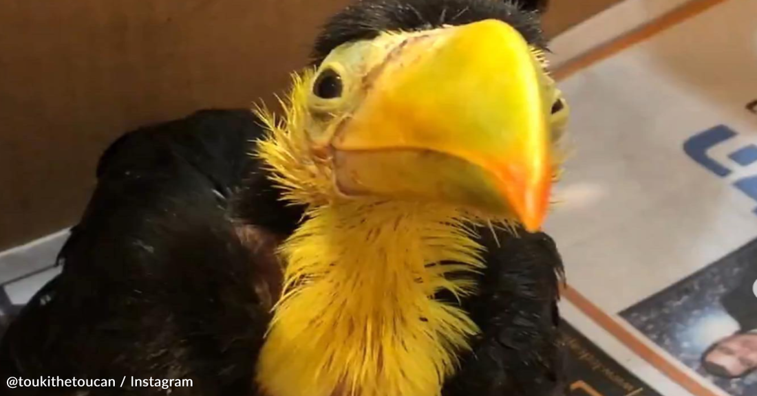 Sick Baby Toucan Lets His Personality Shine After Being Freed From Tiny Cage