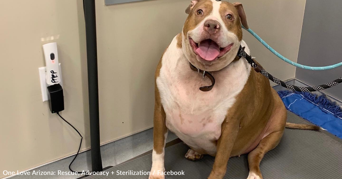 Personal Trainer Helps 120-Pound Rescue Pit Bull Lose Over 50 Pounds