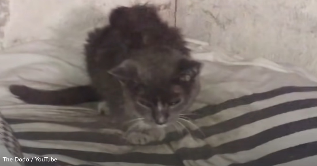 Cat Abandoned In Basement For 20 Years Just Wants To Be Loved