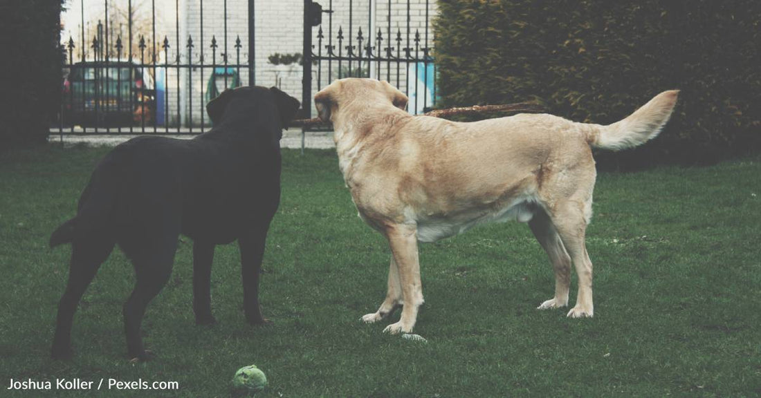 Dog Introduces His "Girlfriend" To The Parents In Hilarious Viral Video