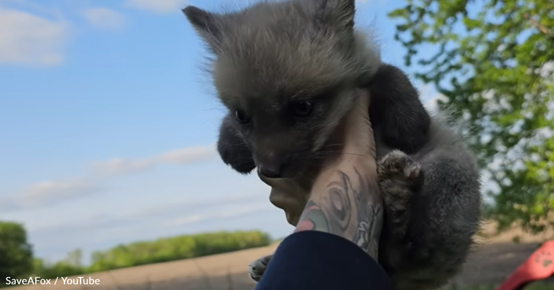 Nervous Rescue Fox Pup Feels Grass For The Very First Time