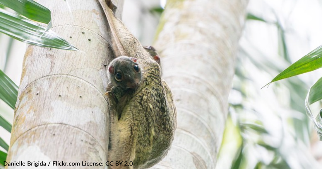 Have You Ever Heard Of A Colugo?