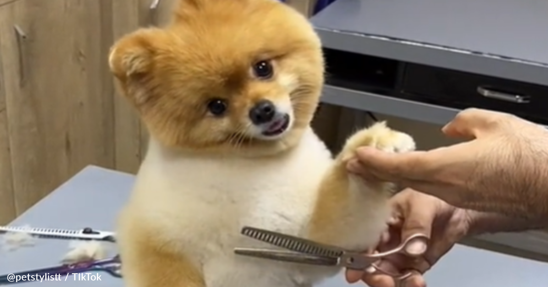 Pet Groomer Takes The Internet By Storm With Hilarious Pomeranian Haircut Videos