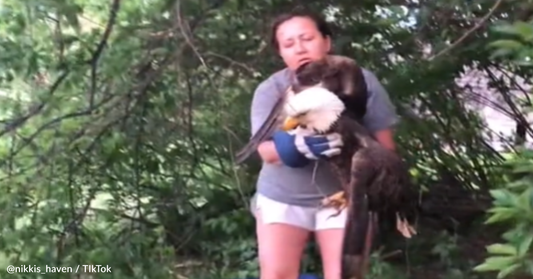 Woman Rescues Massive Bald Eagle With Her Hands