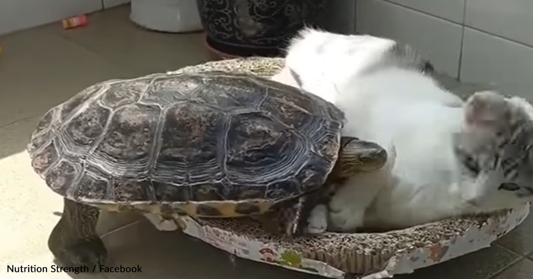 Cat And Turtle Snuggle Up For A Midday Nap