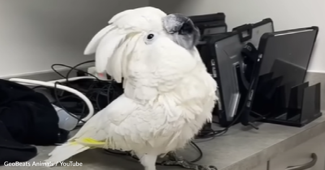 Sick Rescue Cockatoo Finds The Perfect Hom After His Foster Mom Passes Away