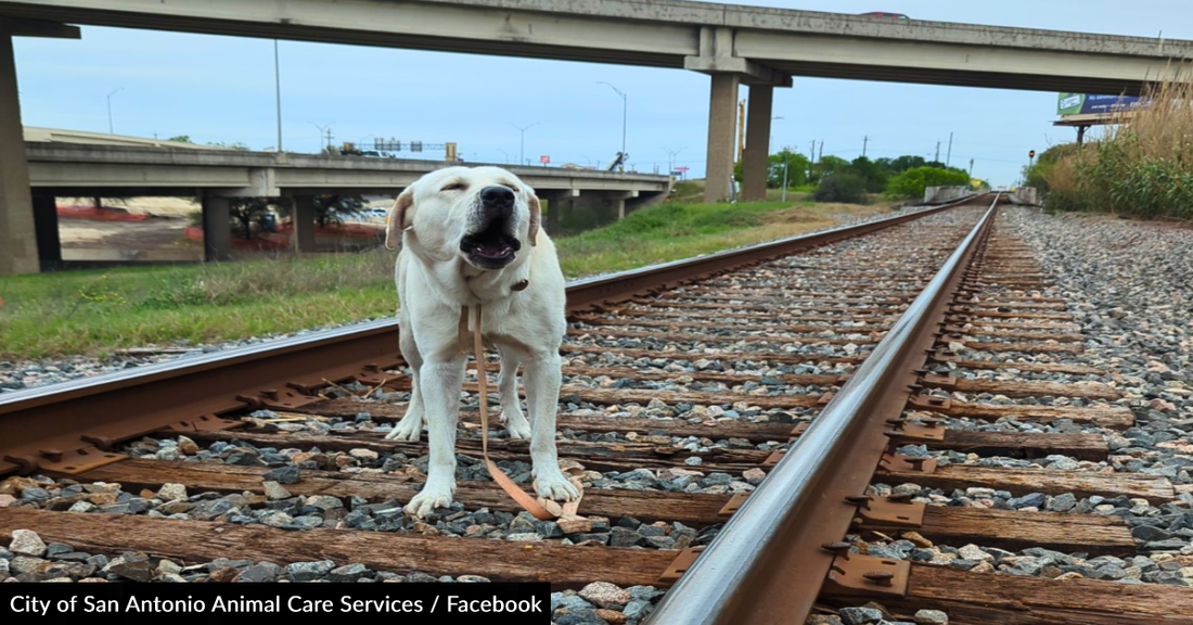 Animal Care Officer Rescues Dog Tied To Railroad Tracks Just Before A Train Comes