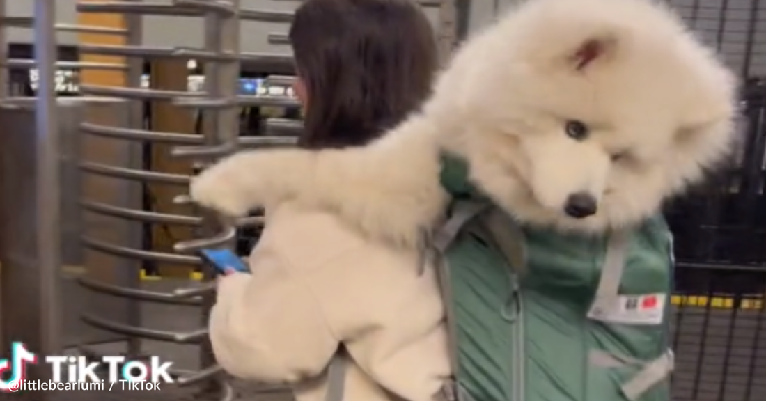 Woman Carries Her 55-Pound Dog On The Subway Using A Backpack To Follow The Rules