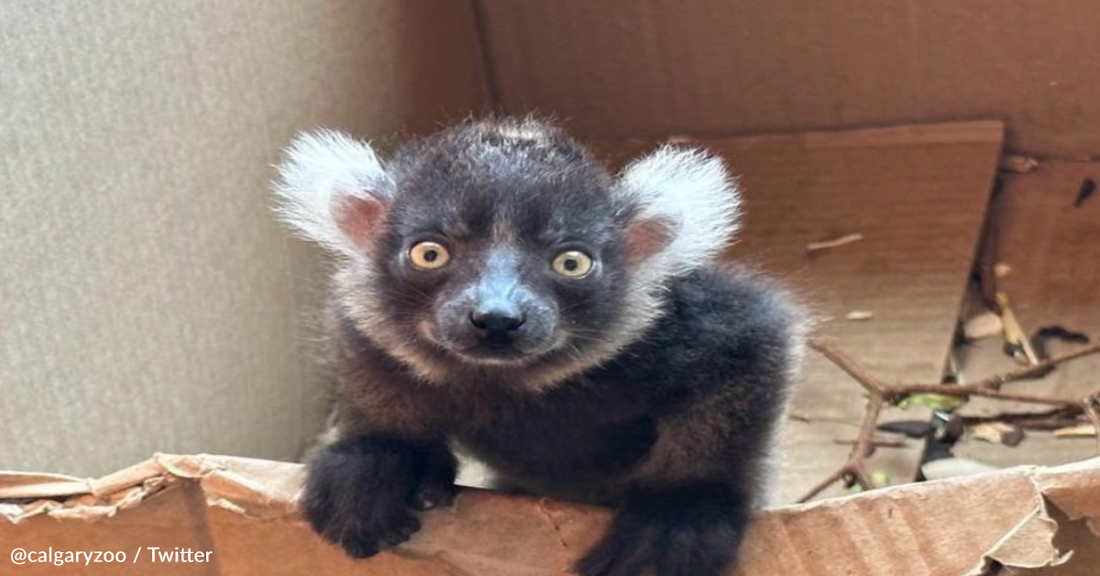 Endangered Lemur Gives Birth To Pup After 4 Years Of Trying