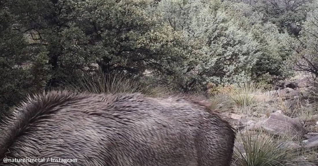 Can You Spot The Sneaky Mountain Lion Stalking An Elk?