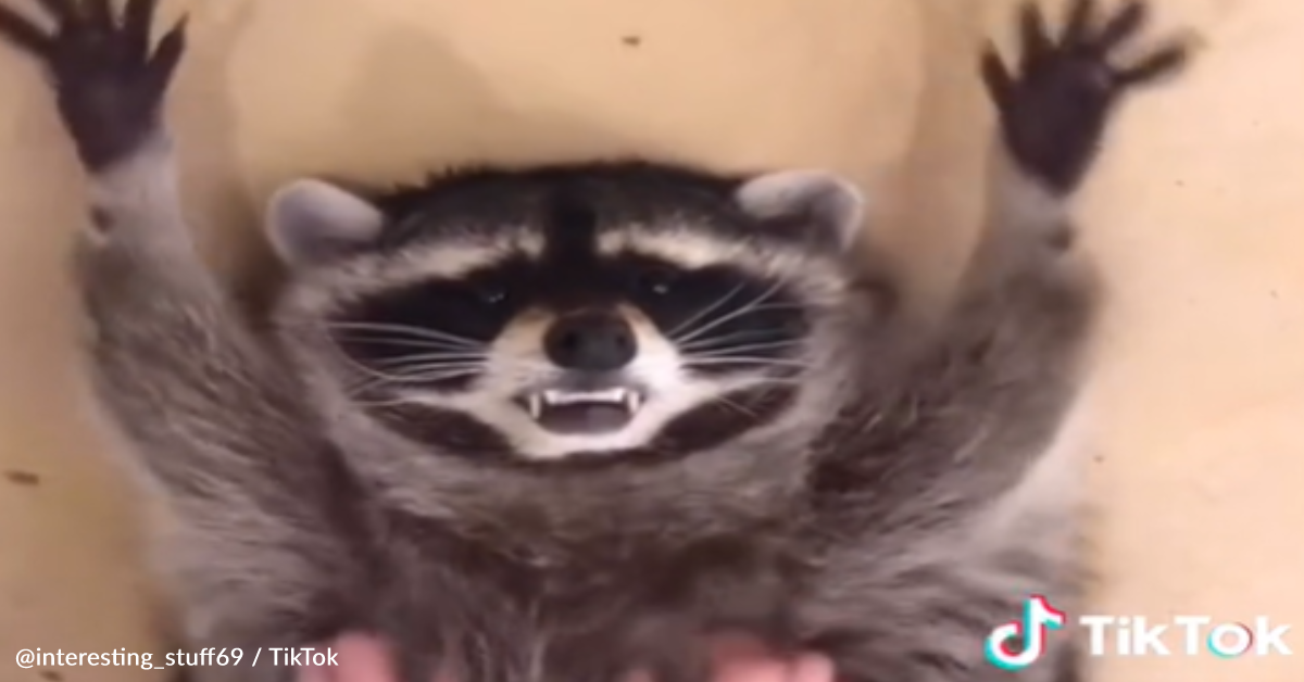 Sweet Racoon Sweet Raccoon Loves Getting Belly Rubs | GreaterGood