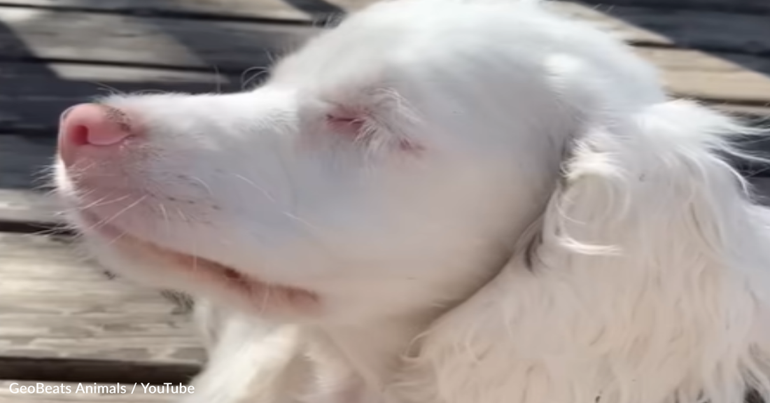 Deaf And Blind Dog Digs For Treasure Using Her "Superpowers"