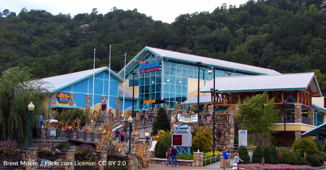 You Can Have A Sleepover With Penguins At Ripley's Aquarium Of The Smokies