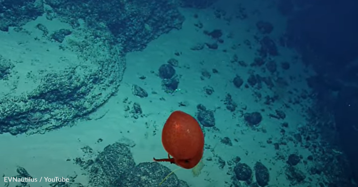 Octopus Rov ROV Footage Captures Rare Red Balloon-Like Octopus Swimming Deep In The ...
