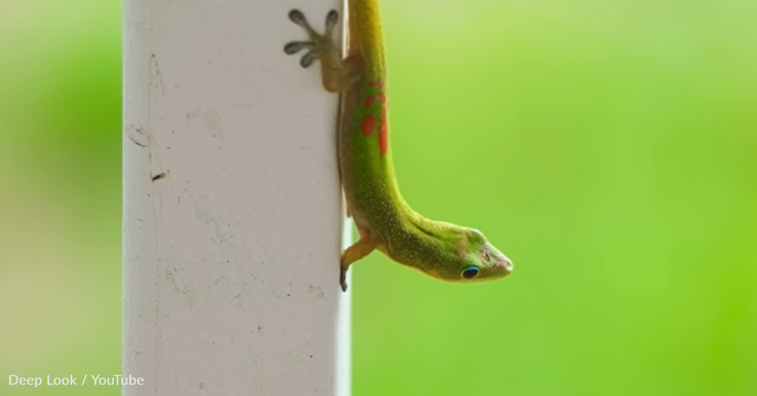 How Geckos Use Molecular Physics To Scale Walls With Ease