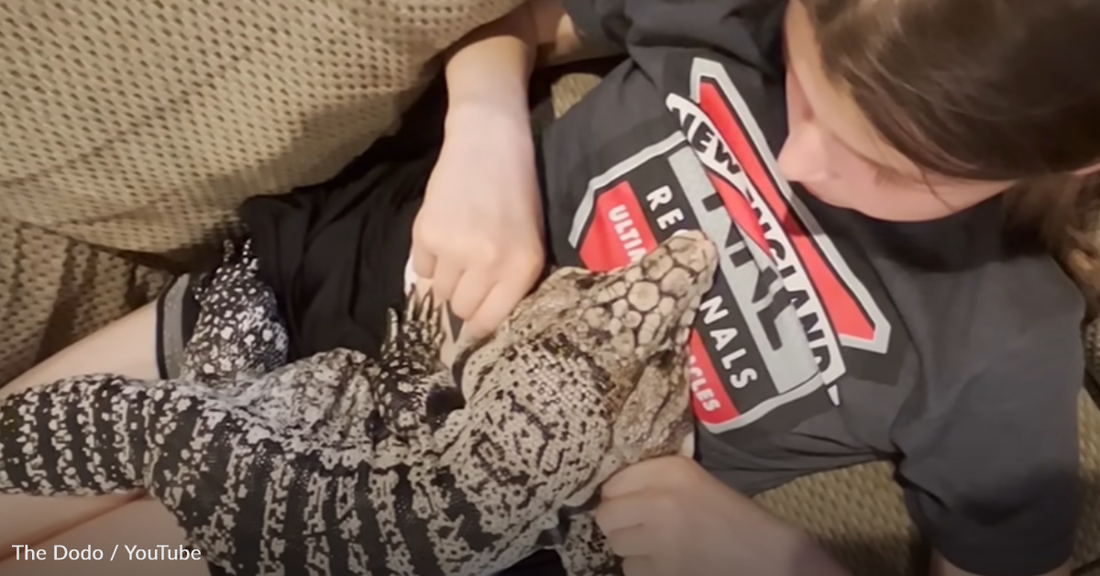 Little Girl Befriends Massive Rescue Lizard And The Two Become Inseparable