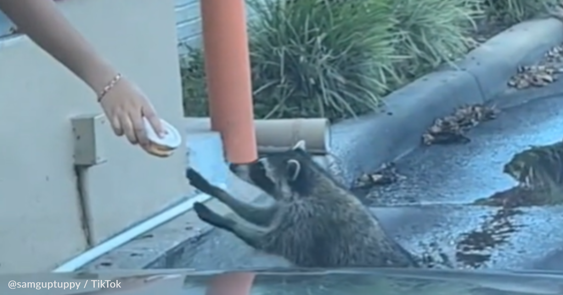 Raccoon Walks Himself Through Dunkin' Donuts Drive Thru For A Snack