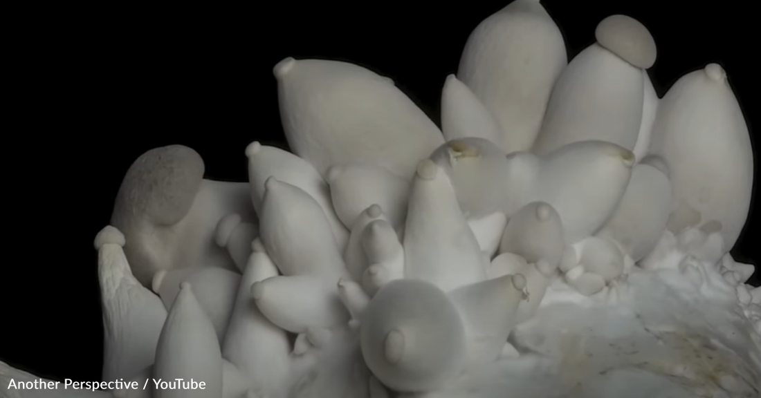 Photographer Spends 3 Years Filming Macro Timelapse Of Growing Fungi