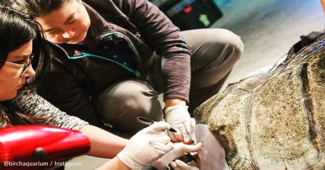 Scientists Check In On Sea Turtle With First 3D Printed Shell Brace Years Later