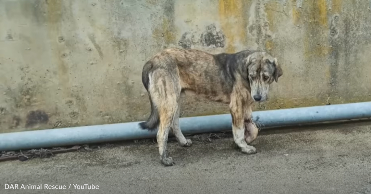 Rescuers Help Stray Dog With Wire Wrapped Around His Legs | GreaterGood