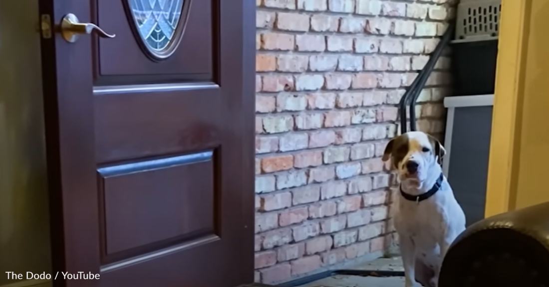 Timid Rescue Dog Is Afraid To Enter House But Foster Mom Wins Him Over