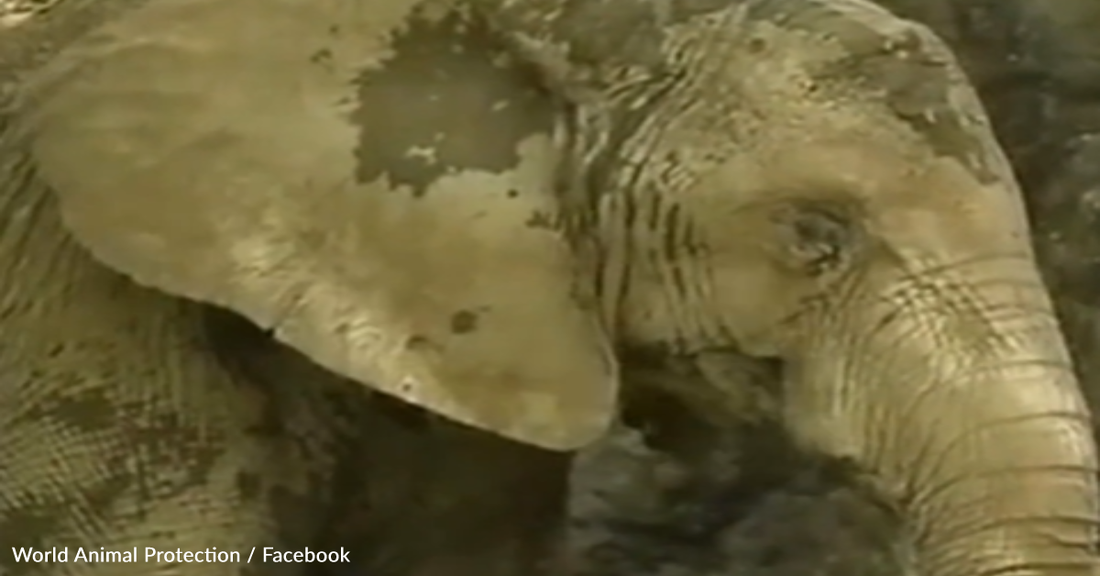 Mundi The Elephant Is Finally Free After 35 Years In Captivity