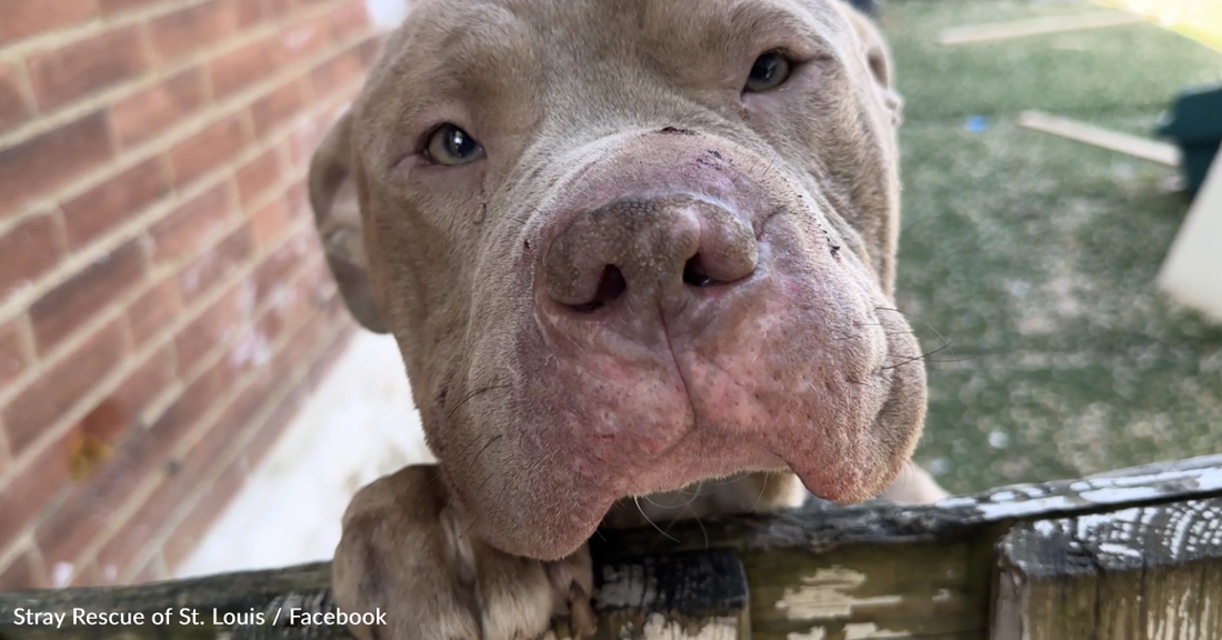 Stray Pittie Needs Help So He Follows A Man Home From The Bus Stop